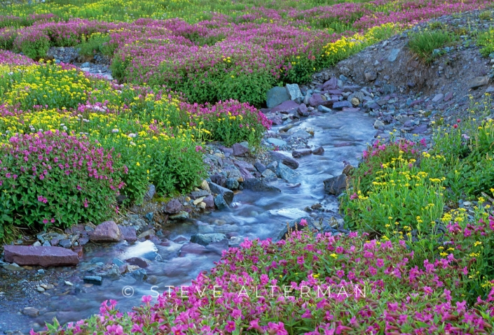 119 Wild Flowers at Logan Pass-Glacier National Park