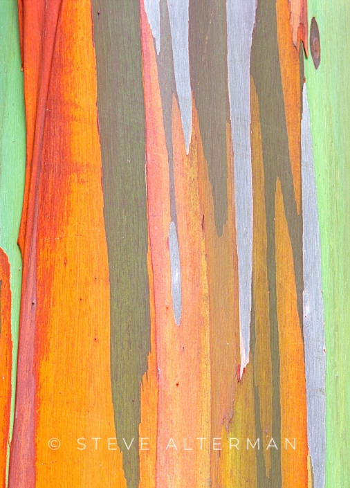 320 Rainbow Eucalyptus Bark, Princeville, Kauai