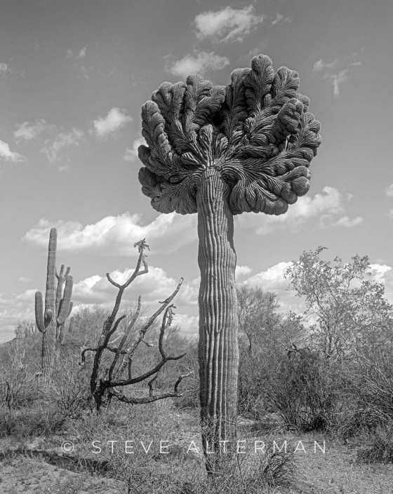 502 Cristate Saguaro, Organ Pipe Cactus National Monument