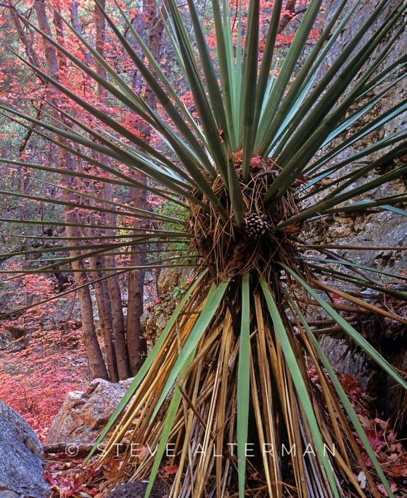 503 Yucca with Autumn Color, South Fork, Cave Creek, Arizona