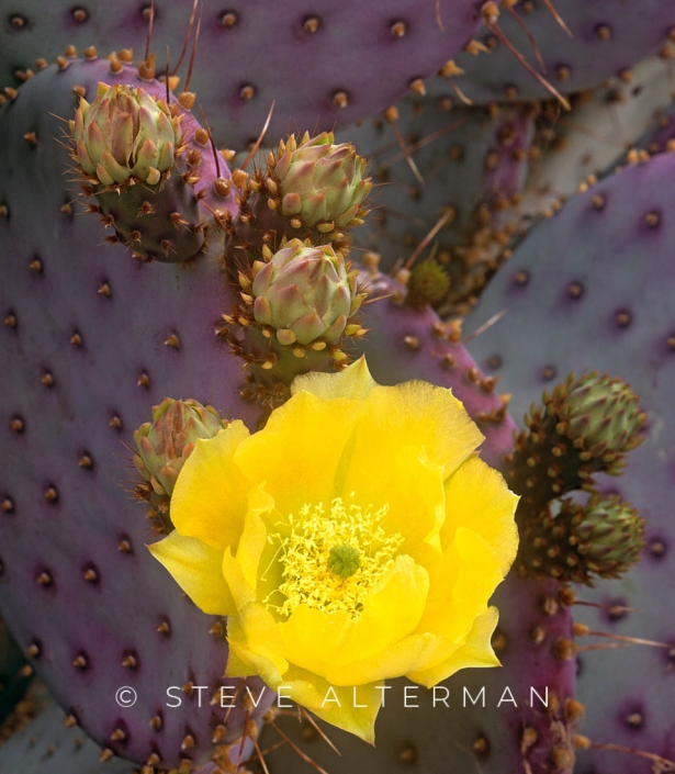 537 Purple Prickly Pear Cactus, Santa Rita Mountains, Arizona