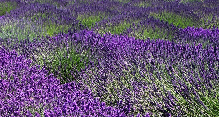 705 Lavender Field, Sequim, Washington
