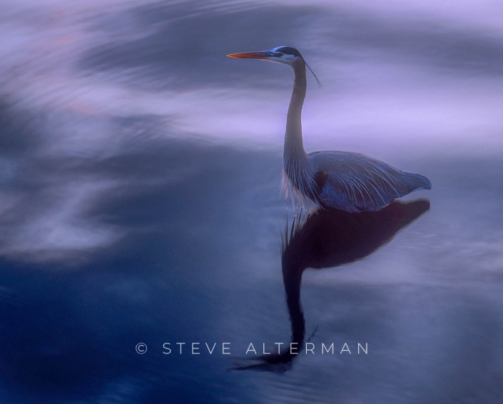 827 Great Blue Heron - Duck, North Carolina