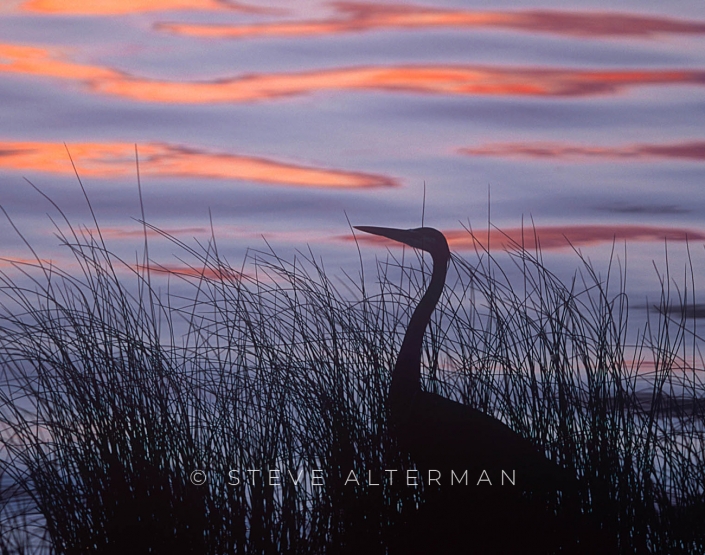 828 Great Blue Heron Silhouette - Duck, North Carolina